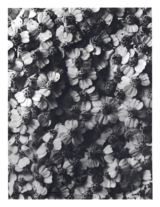 Art Forms in Nature 114 (1928) – Karl Blossfeldt Tablo