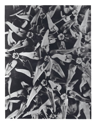 Art Forms in Nature 116 (1928) - Karl Blossfeldt Tablo