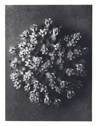 Art Forms in Nature 117 (1928) - Karl Blossfeldt Tablo