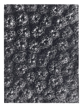 Art Forms in Nature 118 (1928) - Karl Blossfeldt Tablo