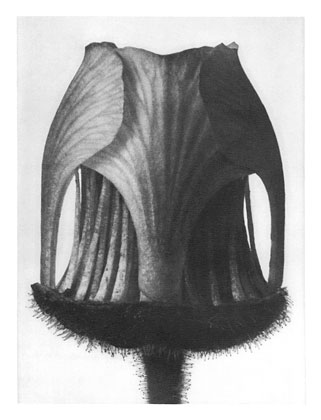 Art Forms in Nature 12 (1928) - Karl Blossfeldt Tablo