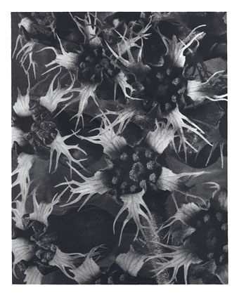 Art Forms in Nature 120 (1928) - Karl Blossfeldt Tablo