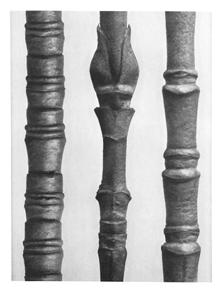 Art Forms in Nature 15 (1928) - Karl Blossfeldt Tablo