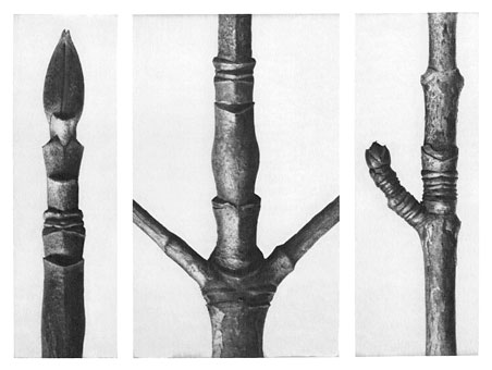 Art Forms in Nature 16 (1928) - Karl Blossfeldt Tablo