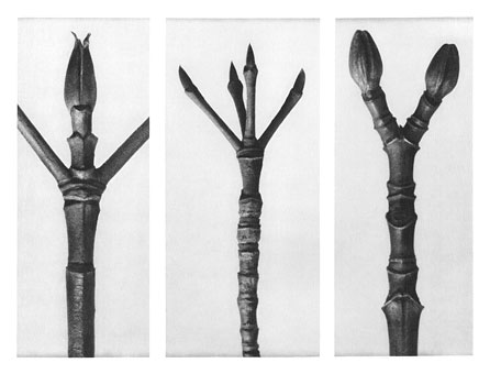 Art Forms in Nature 17 (1928) – Karl Blossfeldt Tablo