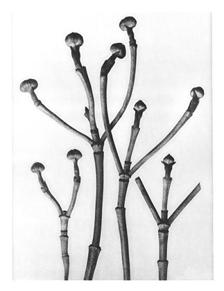 Art Forms in Nature 18 (1928) – Karl Blossfeldt Tablo
