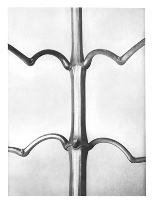 Art Forms in Nature 19 (1928) - Karl Blossfeldt Tablo