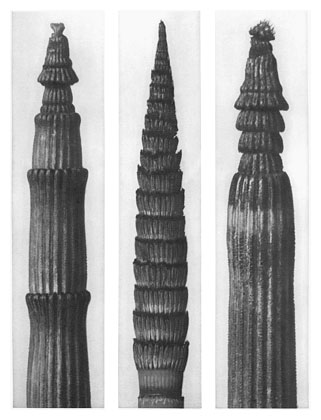 Art Forms in Nature 2 (1928) - Karl Blossfeldt Tablo