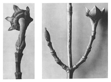 Art Forms in Nature 20 (1928) – Karl Blossfeldt Tablo
