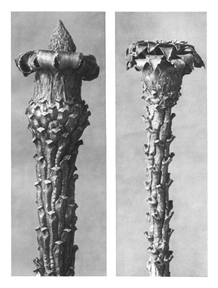 Art Forms in Nature 21 (1928) – Karl Blossfeldt Tablo
