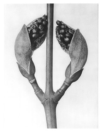 Art Forms in Nature 22 (1928) - Karl Blossfeldt Tablo