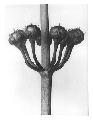 Art Forms in Nature 23 (1928) - Karl Blossfeldt Tablo