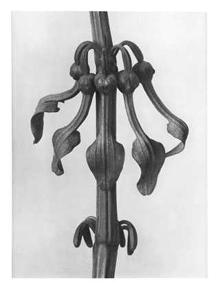 Art Forms in Nature 25 (1928) – Karl Blossfeldt Tablo