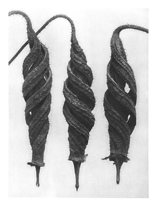 Art Forms in Nature 27 (1928) - Karl Blossfeldt Tablo