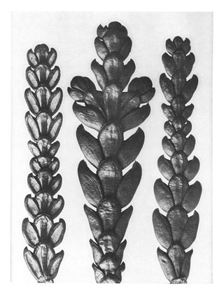 Art Forms in Nature 29 (1928) - Karl Blossfeldt Tablo