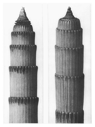 Art Forms in Nature 3 (1928) - Karl Blossfeldt Tablo