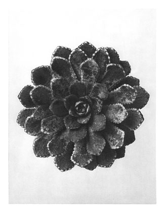 Art Forms in Nature 30 (1928) - Karl Blossfeldt Tablo