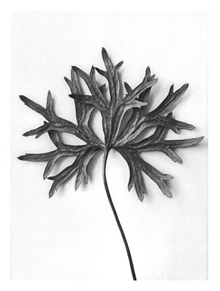 Art Forms in Nature 31 (1928) - Karl Blossfeldt Tablo