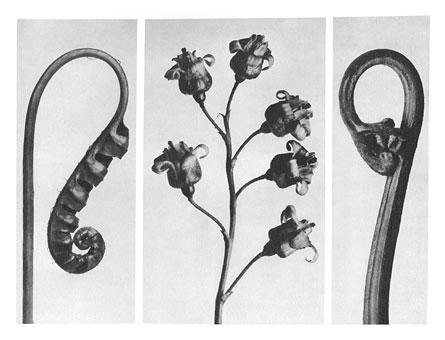 Art Forms in Nature 34 (1928) – Karl Blossfeldt Tablo