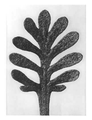 Art Forms in Nature 37 (1928) - Karl Blossfeldt Tablo