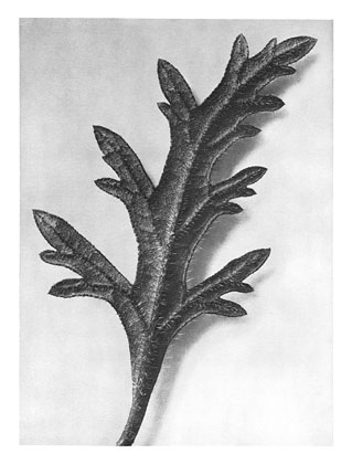 Art Forms in Nature 39 (1928) - Karl Blossfeldt Tablo