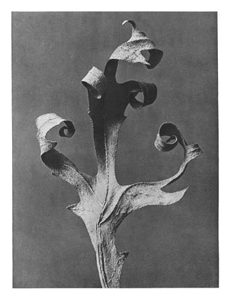 Art Forms in Nature 41 (1928) – Karl Blossfeldt Tablo