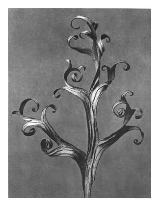 Art Forms in Nature 43 (1928) – Karl Blossfeldt Tablo