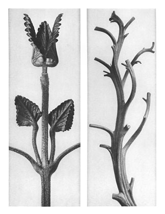 Art Forms in Nature 48 (1928) - Karl Blossfeldt Tablo