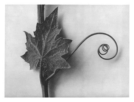 Art Forms in Nature 49 (1928) - Karl Blossfeldt Tablo