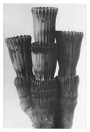 Art Forms in Nature 5 (1928) - Karl Blossfeldt Tablo