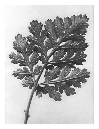 Art Forms in Nature 50 (1928) – Karl Blossfeldt Tablo