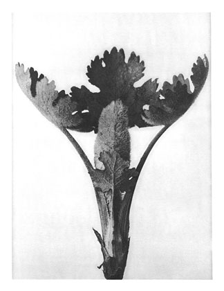 Art Forms in Nature 51 (1928) - Karl Blossfeldt Tablo