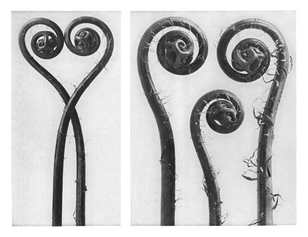 Art Forms in Nature 54 (1928) - Karl Blossfeldt Tablo