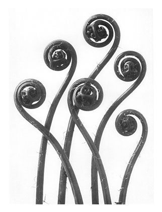 Art Forms in Nature 55 (1928) - Karl Blossfeldt Tablo