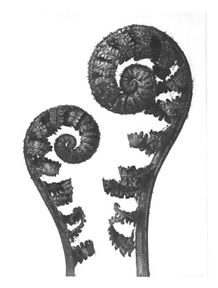 Art Forms in Nature 56 (1928) - Karl Blossfeldt Tablo