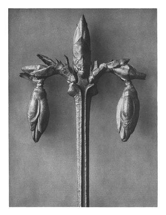 Art Forms in Nature 57 (1928) - Karl Blossfeldt Tablo