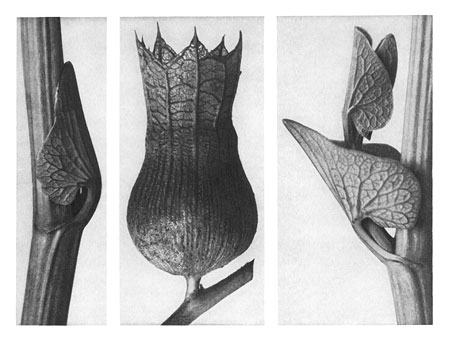 Art Forms in Nature 59 (1928) - Karl Blossfeldt Tablo