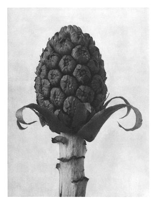 Art Forms in Nature 60 (1928) - Karl Blossfeldt Tablo