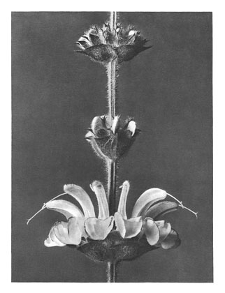 Art Forms in Nature 61 (1928) - Karl Blossfeldt Tablo