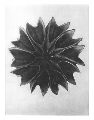 Art Forms in Nature 63 (1928) – Karl Blossfeldt Tablo