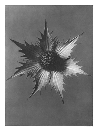 Art Forms in Nature 66 (1928) - Karl Blossfeldt Tablo