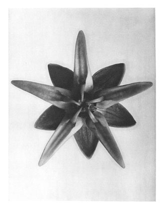 Art Forms in Nature 69 (1928) - Karl Blossfeldt Tablo