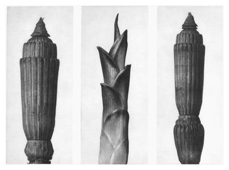 Art Forms in Nature 7 (1928) – Karl Blossfeldt Tablo