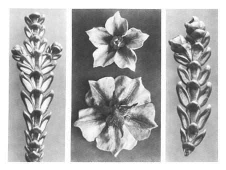 Art Forms in Nature 70 (1928) - Karl Blossfeldt Tablo