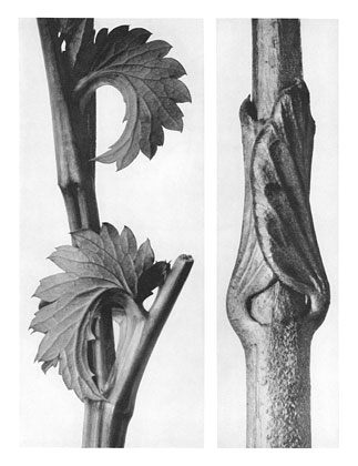 Art Forms in Nature 71 (1928) – Karl Blossfeldt Tablo