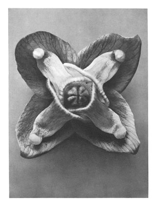 Art Forms in Nature 72 (1928) – Karl Blossfeldt Tablo