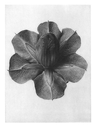 Art Forms in Nature 73 (1928) - Karl Blossfeldt Tablo