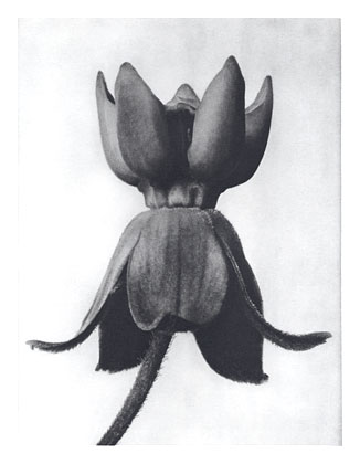 Art Forms in Nature 81 (1928) - Karl Blossfeldt Tablo