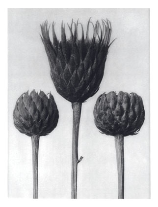 Art Forms in Nature 83 (1928) - Karl Blossfeldt Tablo