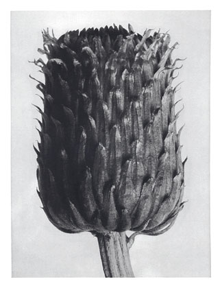 Art Forms in Nature 84 (1928) - Karl Blossfeldt Tablo